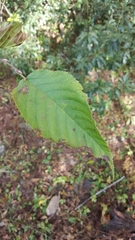 Corylus ferox