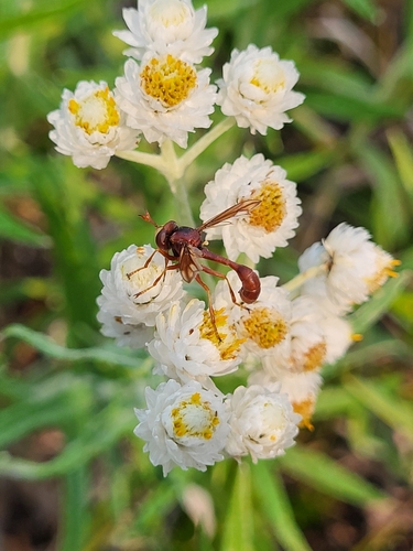 Unknown species found near Deming, WA 98244, USA