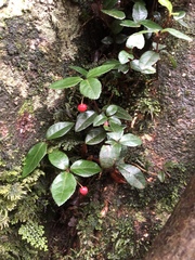 Ardisia japonica