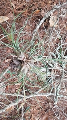 Tillandsia butzii