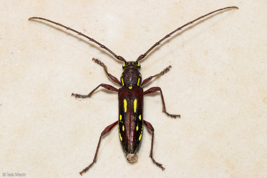 Ambonus distinctus (Florianopolis Insects, no Lepidoptera) · iNaturalist