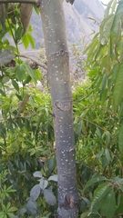 Populus ciliata