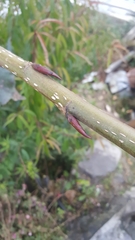 Populus ciliata
