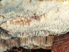 Antrodia heteromorpha