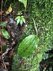 Collabium formosanum