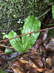 Collabium formosanum