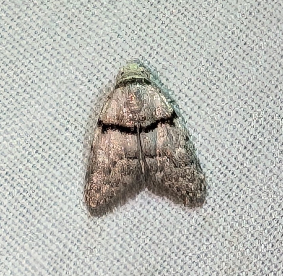Inouenola prima