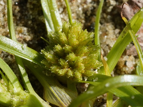 Pygmy sedge (Cyperus michelianus)