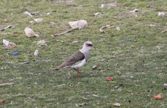 Vanellus resplendens