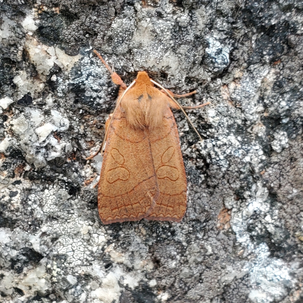 Unsated Sallow Moth