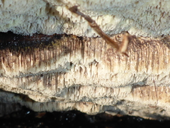 Antrodia heteromorpha