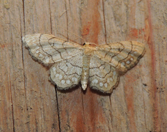 Idaea moniliata