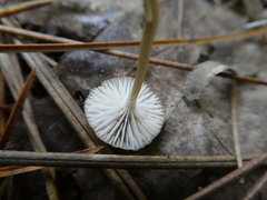 Mycena rosella