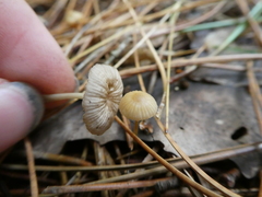 Mycena rosella