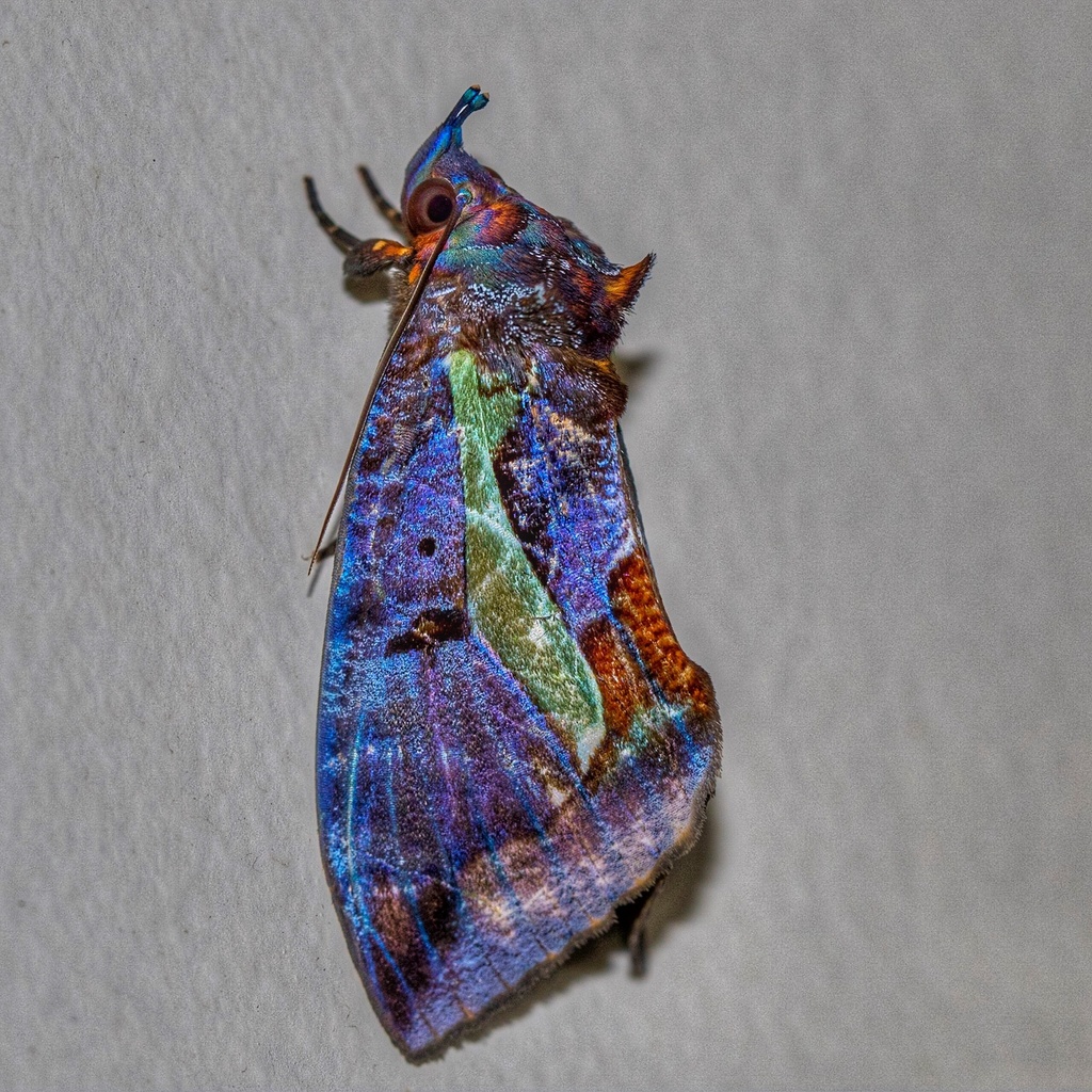 Eudocima iridescens