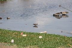 Calidris melanotos