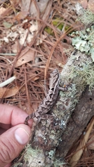 Anolis caceresae