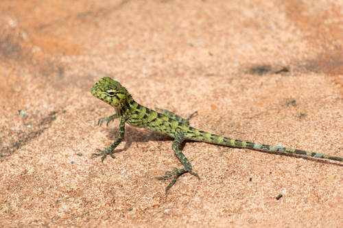 Wang’s Garden Lizard