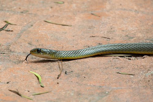 Indo-Chinese Rat Snake