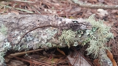 Anolis caceresae