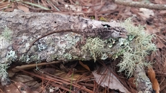 Anolis caceresae