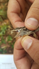 Anolis caceresae
