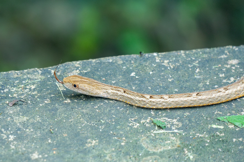 Common Mock Viper