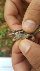 Anolis caceresae