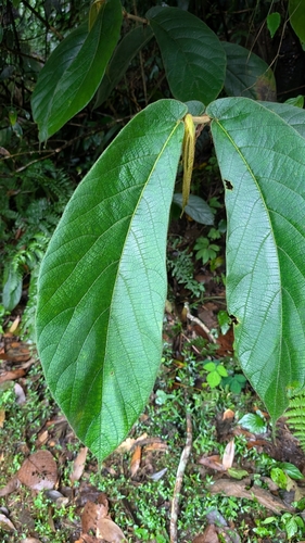 Ficus malayana