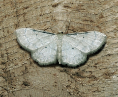 Idaea politaria