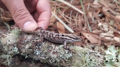 Anolis caceresae