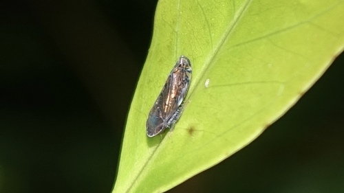 Hecaloidella brevispina, 2025-09-05