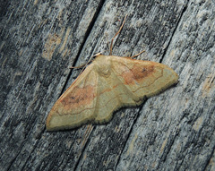 Idaea rubraria