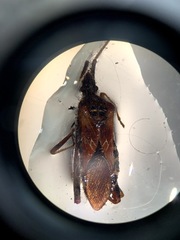 Leptoglossus clypealis