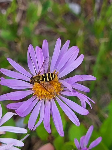 Unknown species found near Deming, WA 98244, USA