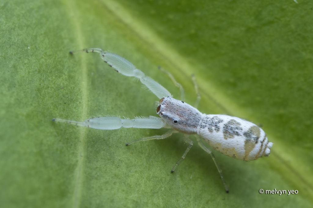 Copocrossa politiventris