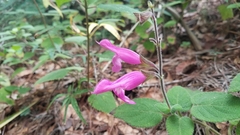 Salvia dorisiana