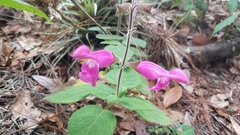 Salvia dorisiana