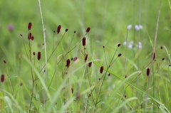 Sanguisorba longifolia