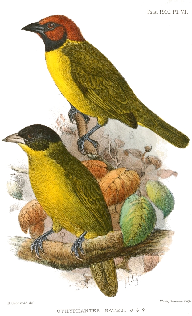 Bates's Weaver (Ploceus batesi) photo