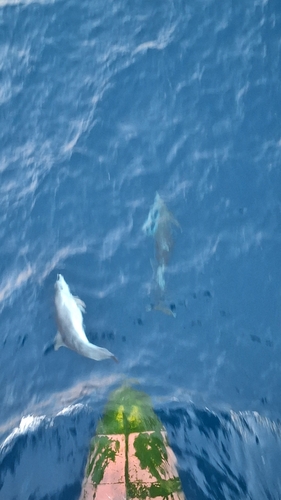 Tursiops truncatus