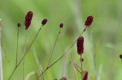 Sanguisorba longifolia
