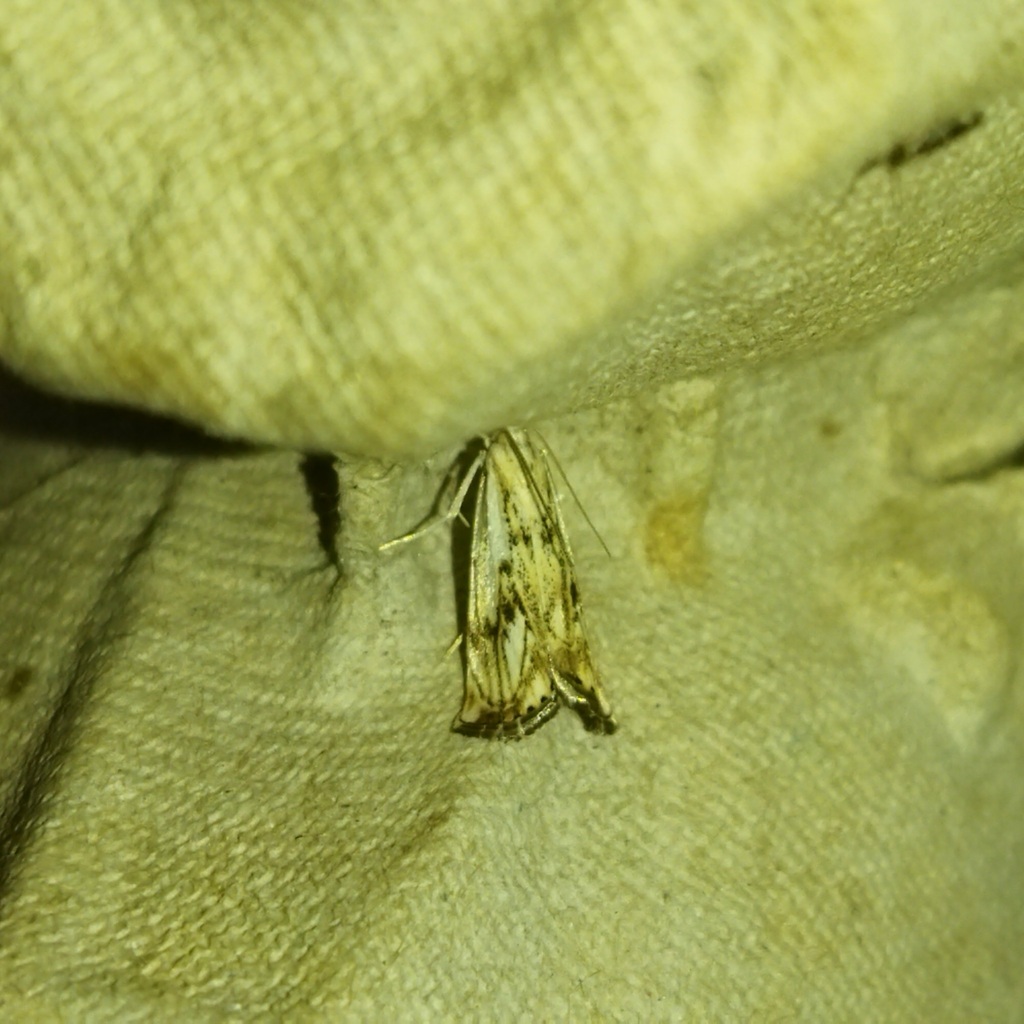 Chequered Grass-veneer