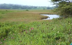 Sanguisorba longifolia