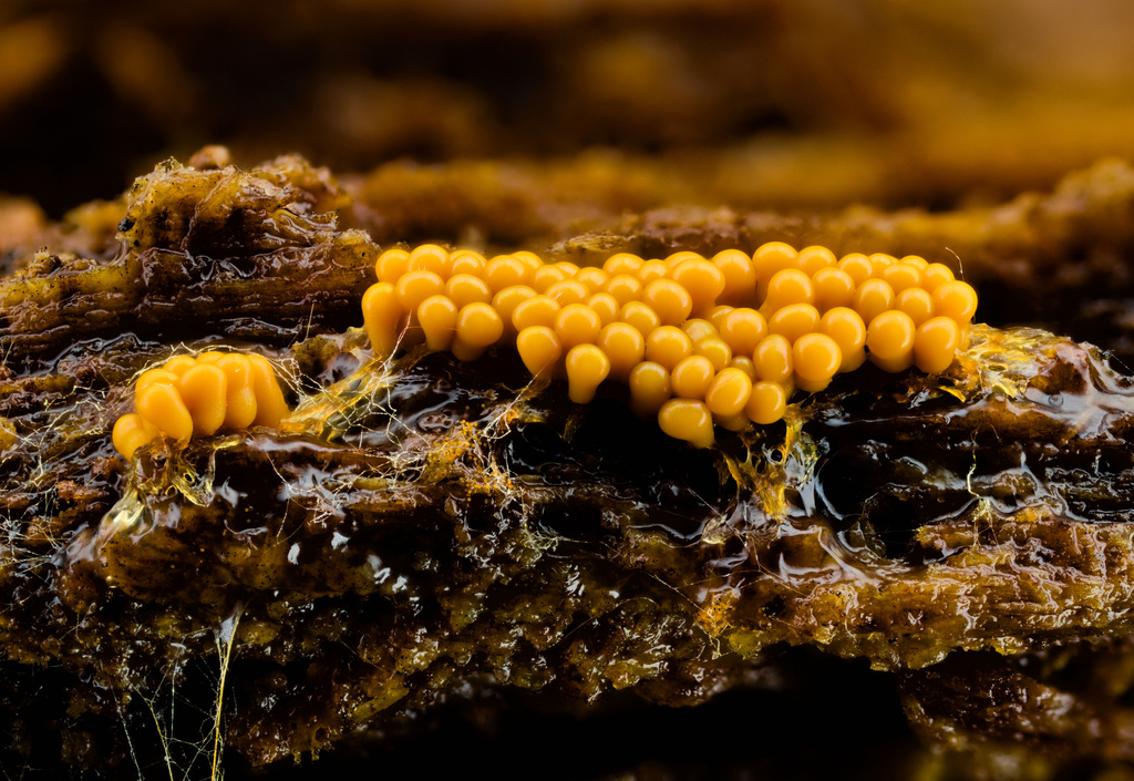 Trichia crenulata