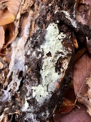 Radulomyces confluens