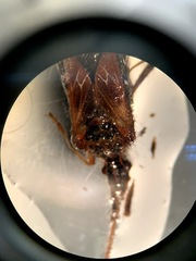 Leptoglossus clypealis