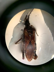 Leptoglossus clypealis