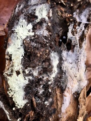 Radulomyces confluens