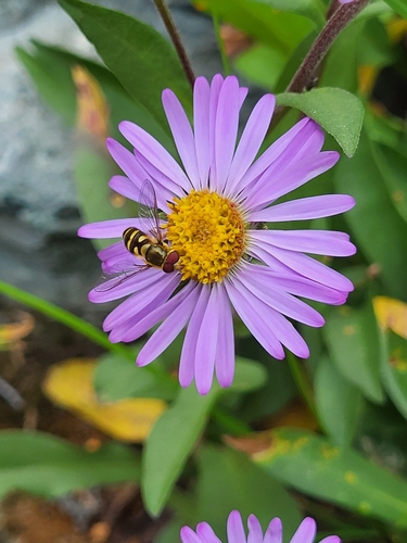 Unknown species found near Deming, WA 98244, USA